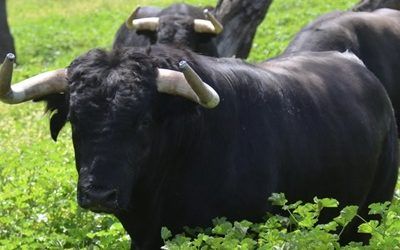 Tres toros lidiados en Portoalegre Portugal