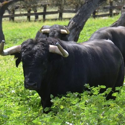 Tres toros lidiados en Portoalegre Portugal