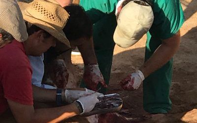El día a día del ganadero. Operar una cornada interna.