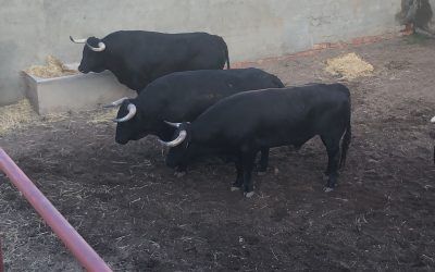 Potable corrida en Almazán que permite el triunfo de Curro Diaz