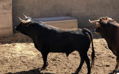 Últimos sorteos del año. Almazán para Curro Díaz y David de Miranda