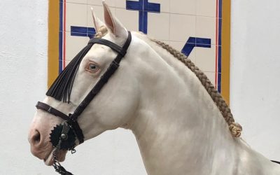 Golegã, dos décadas de fidelidad al caballo lusitano de la familia Pereda