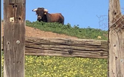 Está el campo bravo deseando ser visitado
