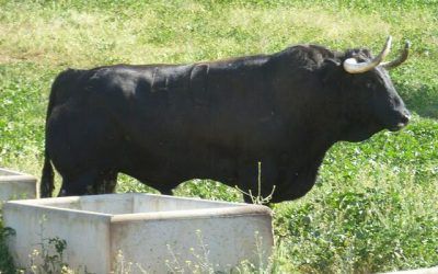 Aprobada en el primer reconocimiento la corrida completa del jueves en Las Ventas