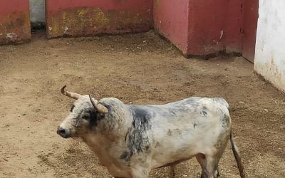 Zafra. Misión cumplida.