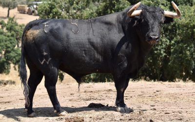 Ya están sorteados los toros para esta tarde en Belmonte