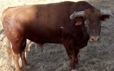 Almodovar del Campo ya está aquí. Empezamos con los recortes.