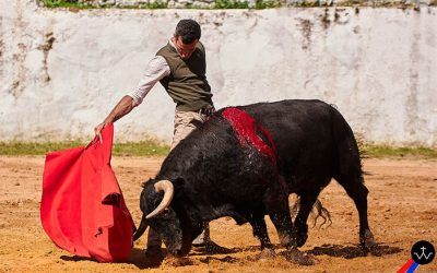 «Asomado» un nuevo semental en la ganadería de José Luis Pereda tras ser indultado por David de Miranda