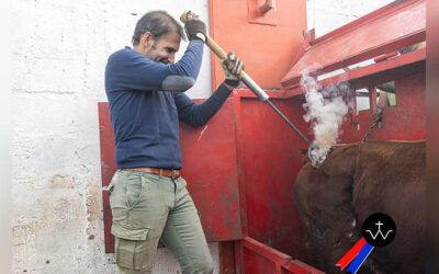 Espléndida jornada de campo y herradero en la ganadería de José Luis Pereda