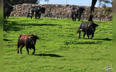 (Entrevista – Mundotoro.com) José Luis Pereda: tras la filosofía de ‘Barba Verde’