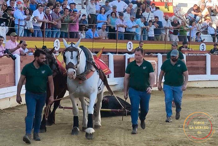 Mérida, 26 de abril: Excelente corrida de José Luis Pereda, tanto en presentación como en juego, destacando del conjunto el tercero, ‘Bulería’, premiado con la vuelta al ruedo