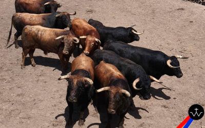 MÉRIDA, 26 de abril: “Ratón”, de José Luis Pereda, abrirá la tarde en el Coso de San Albín en la segunda de la Feria de Primavera