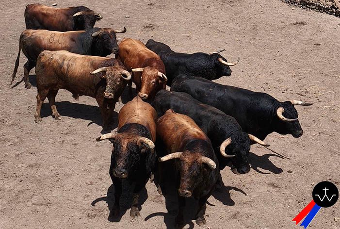 MÉRIDA, 26 de abril: “Ratón”, de José Luis Pereda, abrirá la tarde en el Coso de San Albín en la segunda de la Feria de Primavera
